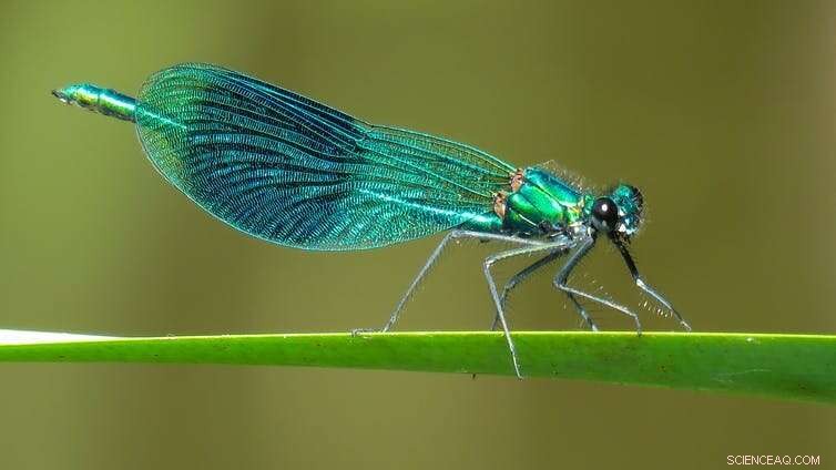 Climate Change Triggers Global Collapse in Insect Populations; Farmland Faces 63% Decline, New Research Shows