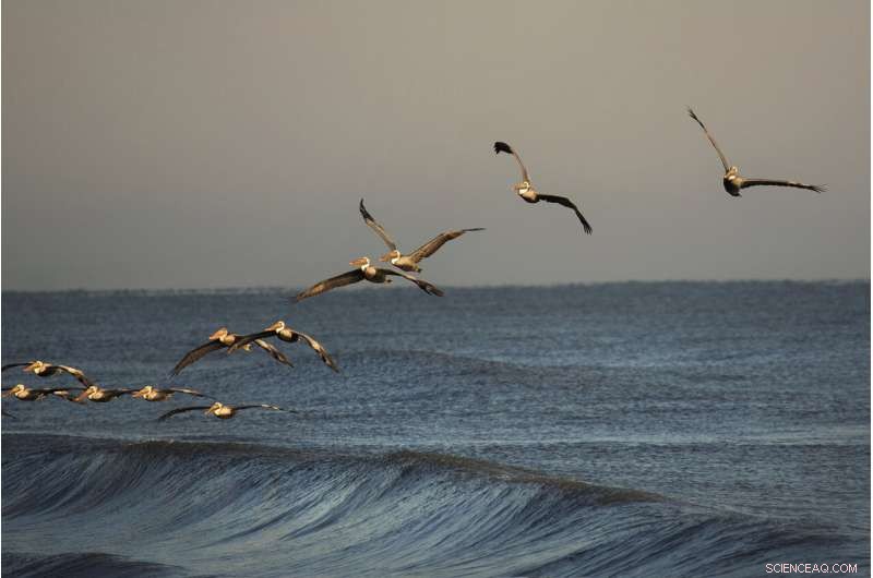 NASA Reveals Ozone Recovery: Reduced Smog, Revitalized Wildlife