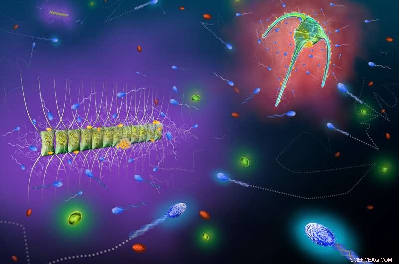 Marine Microbes Target Nutrient Patches: How Bacteria Navigate Ocean Food Sources