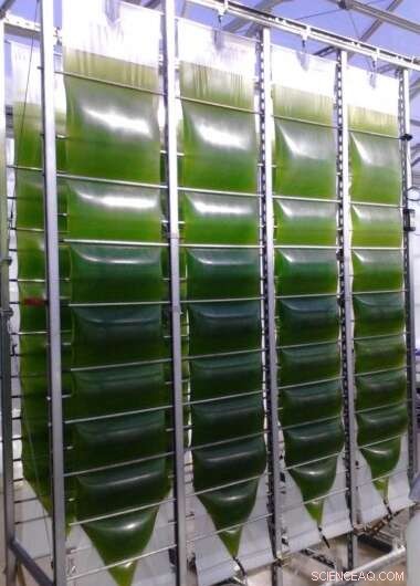 Tiny Algae, Big Impact: Capturing Carbon with Coccolithophores