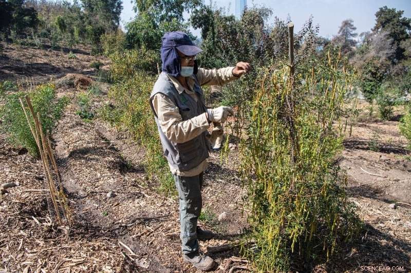 Santiago Switches to Native Plants Amid Drought