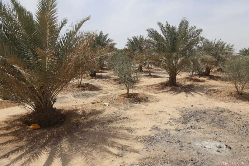 Iraq’s Karbala Green Belt: 16 Years of Climate Hope, Yet Still Struggling