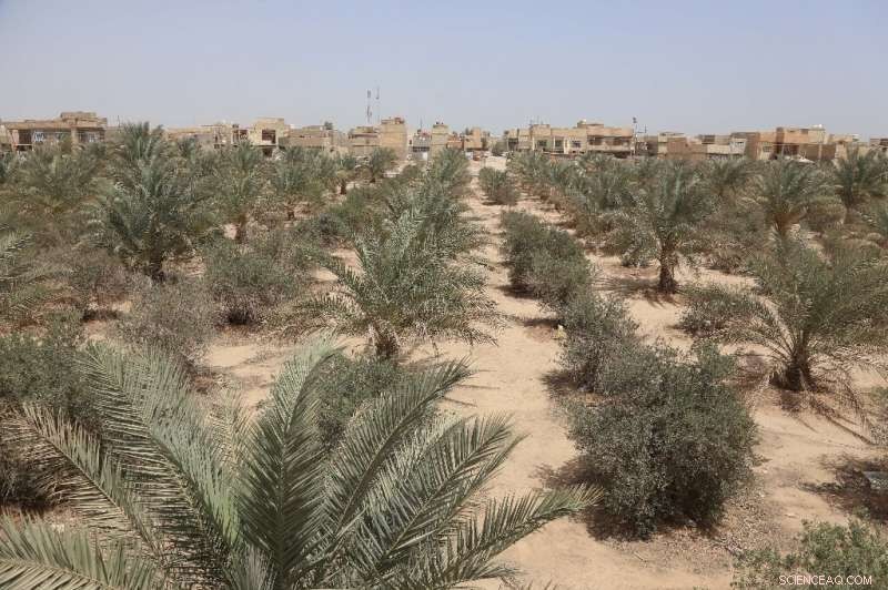 Iraq’s Karbala Green Belt: 16 Years of Climate Hope, Yet Still Struggling