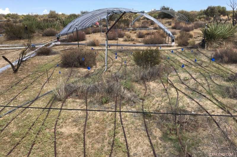 Timing of Rainfall Trumps Quantity in Desert Agriculture, New UC Riverside Study Reveals