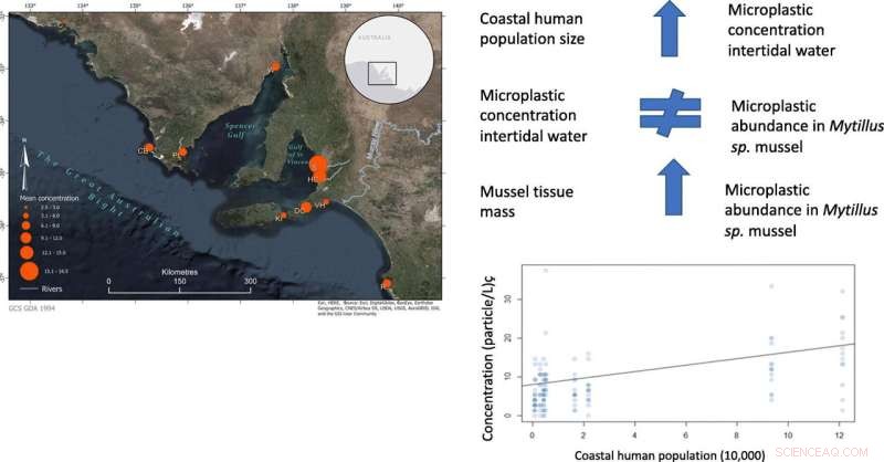 Microplastics Detected in Southern Australian Seafood: Study Highlights Contamination in Blue Mussels and Coastal Waters