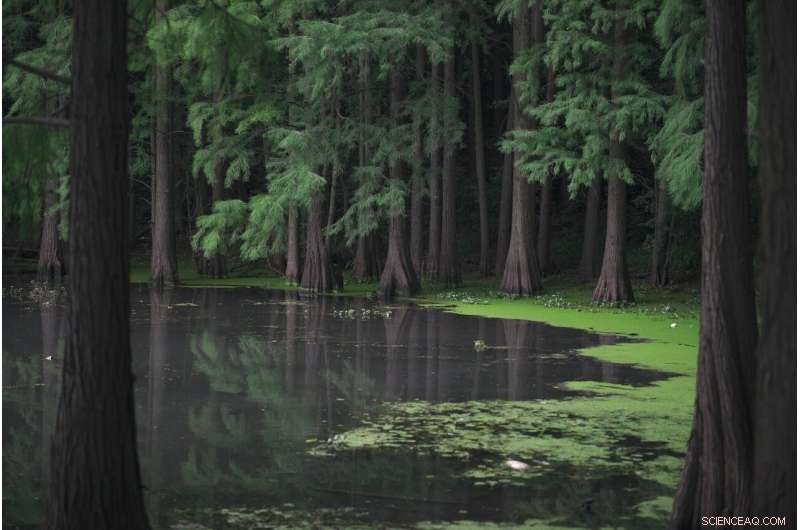 Combining Mangroves and Seawalls: A Hybrid Approach to South Florida s Rising Sea Levels