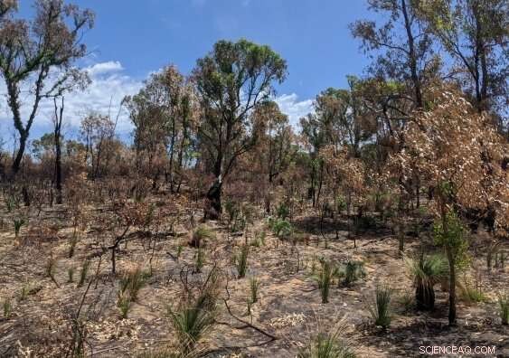 Stalagmites Uncover Australia’s Pre-Colonial Wildfire History