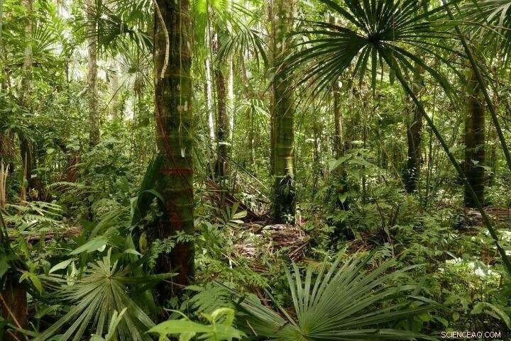 New Study Highlights Urgent Threat to Amazon Swamp Carbon Stores