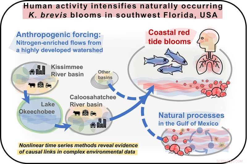 New Study Shows Human Activity Amplifies Red Tide Events in Southwest Florida