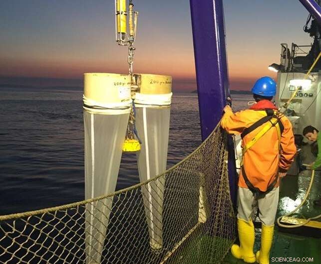 Spawning Fish Stir Turbulence, Maintaining Healthy Coastal Circulation