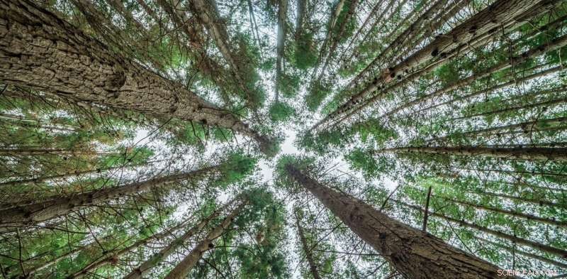 Accelerating New Zealand’s Net‑Zero Path: Reducing Emissions Faster and Cutting Offset Dependence