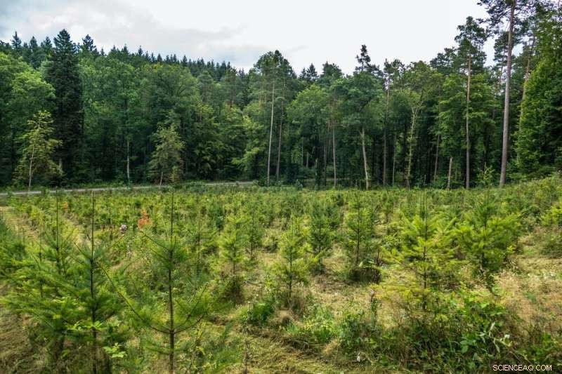 IPCC Urges Massive CO₂ Removal Efforts to Achieve Net‑Zero Targets