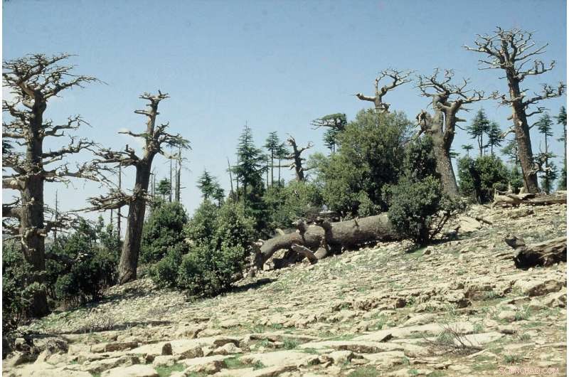 Global Study Reveals Heat & Drought Limits Threatening Forests