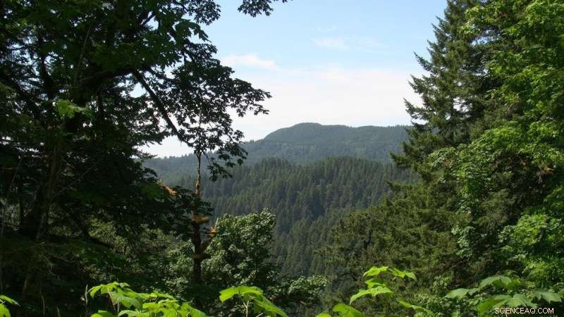 NASA Unveils Groundbreaking Global Forest Biomass & Carbon Data Set