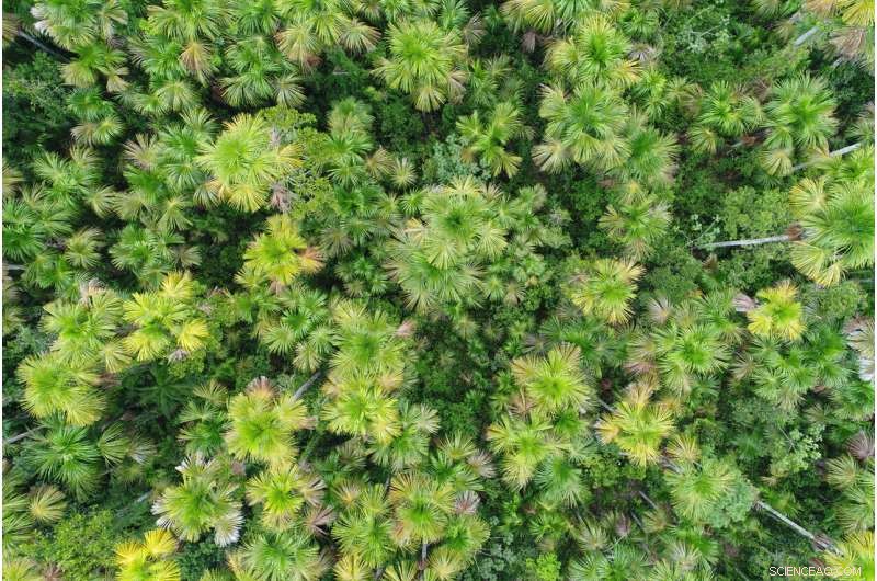 Harnessing the Tree of Life: A Sustainable Path to Combat Climate Change