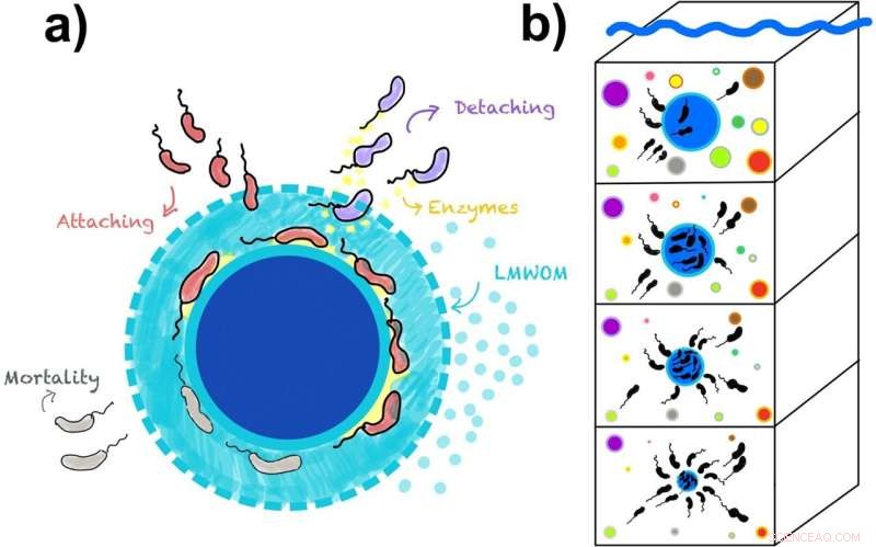 Tiny Deep‑Diving Microbes Enable Precise Prediction of Ocean Carbon Transfer