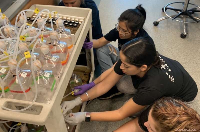 Advanced Sensor Modeling Enhances Prediction of Vibrio vulnificus in Ala Wai Canal, Hawaii