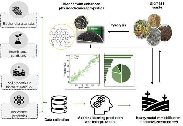 Machine Learning Optimizes Biochar Efficacy for Heavy Metal Soil Remediation