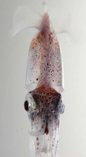 Tackling the Ocean Deoxygenation Crisis: Protecting Marine Life