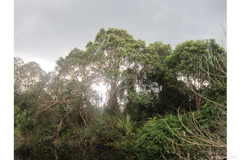 Tropical Peatlands: Climate Safeguard and the Threat of Sea Level Rise