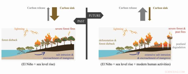 Tropical Peatlands: Climate Safeguard and the Threat of Sea Level Rise