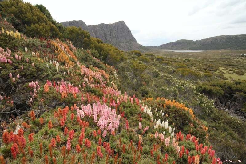 Tasmania s Forest Fires Intensify as Climate-Driven Drought Strains Traditional Firefighting Methods