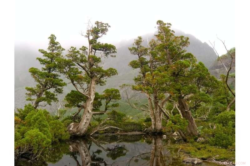Tasmania s Forest Fires Intensify as Climate-Driven Drought Strains Traditional Firefighting Methods