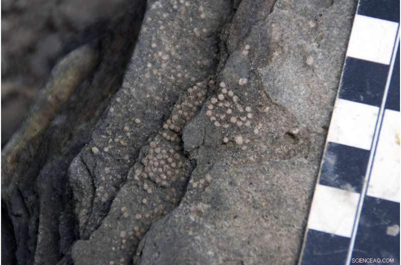 Chicxulub Impact: Stratospheric Sulfur Amplified Climate Change, Driving Mass Extinction