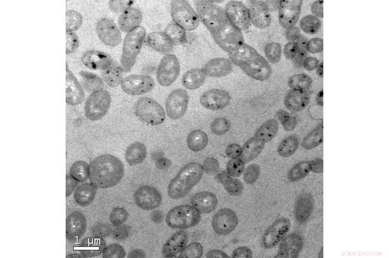 Global Distribution of Methylmercury‑Detoxifying Bacteria in Oceanic Regions
