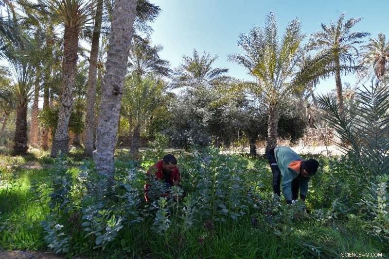 Tunisian Eco-Pioneers Revive Desert Oasis with Sustainable Projects