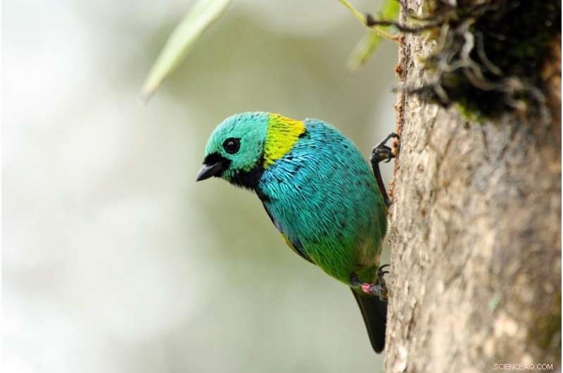 New Study Finds Regrown Tropical Forests Have Limited Lifespan