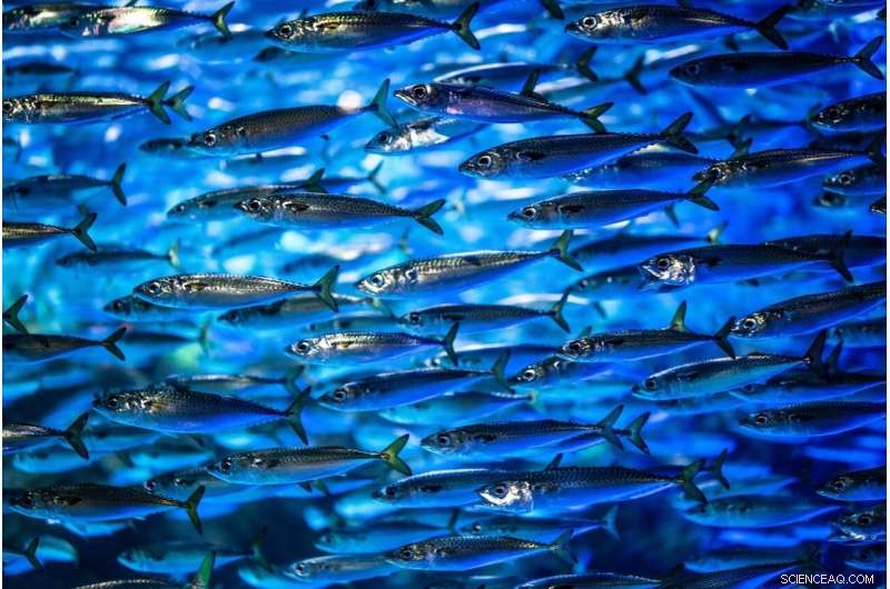 Rising Sea Temperatures Reduce Frequency of Marine Cold Spells