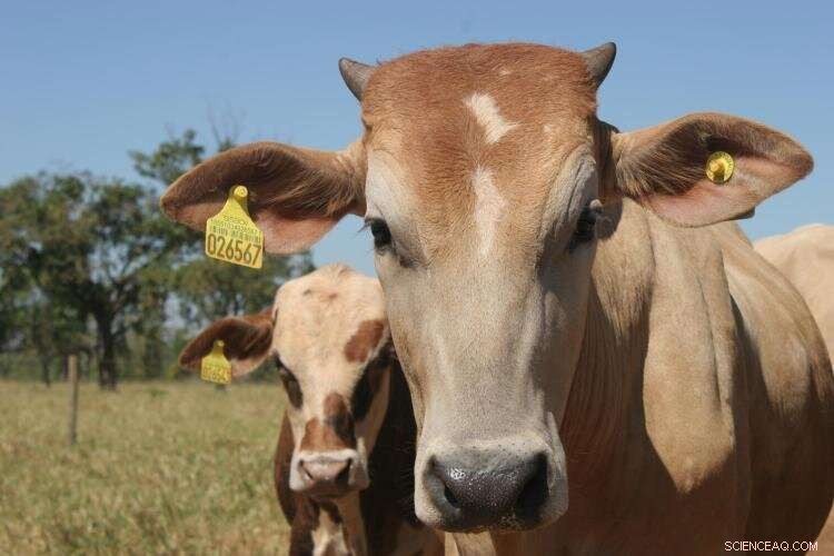 Brazilian Ranchers: Sustainable Practices to Cut Carbon Emissions