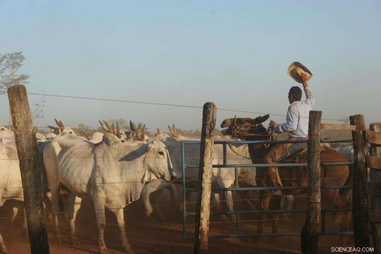 Brazilian Ranchers: Sustainable Practices to Cut Carbon Emissions