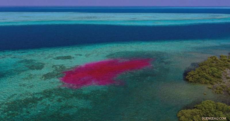 Drones Reveal Water Flow Patterns Along the Red Sea Coast