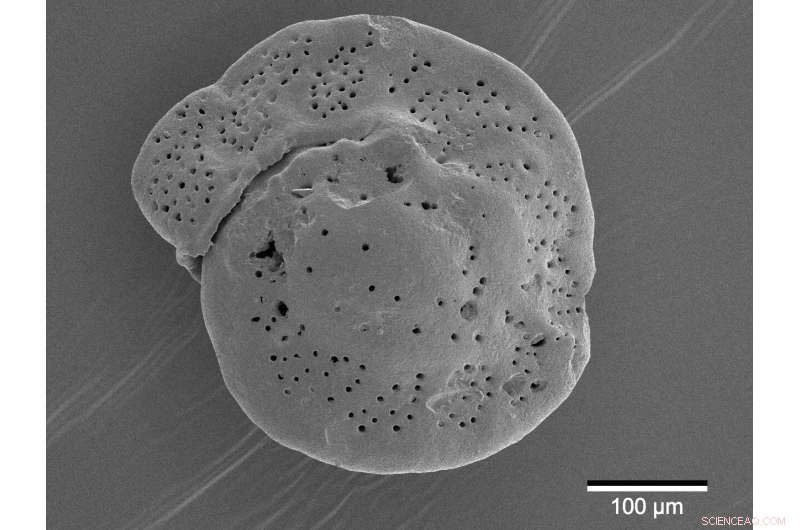 Ancient Carbon Release Patterns Offer Insights into Future Climate Scenarios