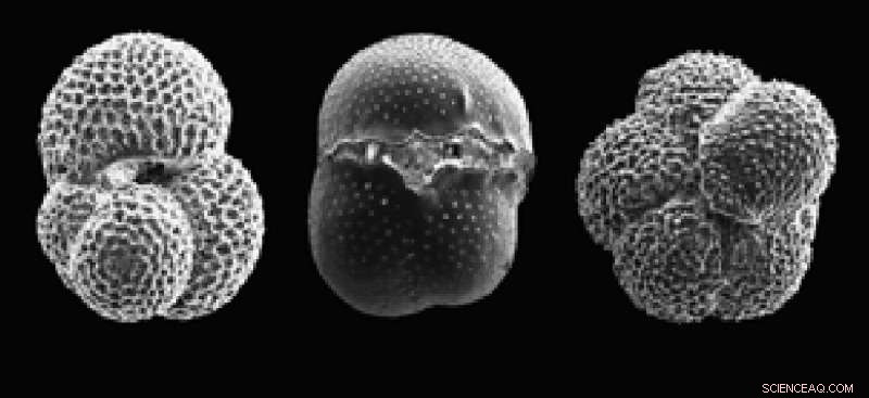 Ancient Carbon Release Patterns Offer Insights into Future Climate Scenarios