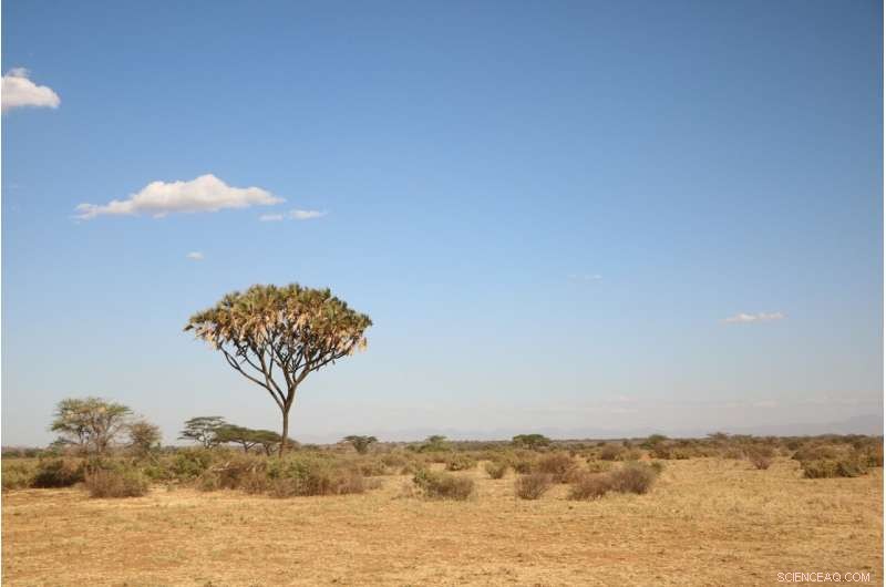 Expanding Tree Cover in Savannas Yields Limited Climate Benefits