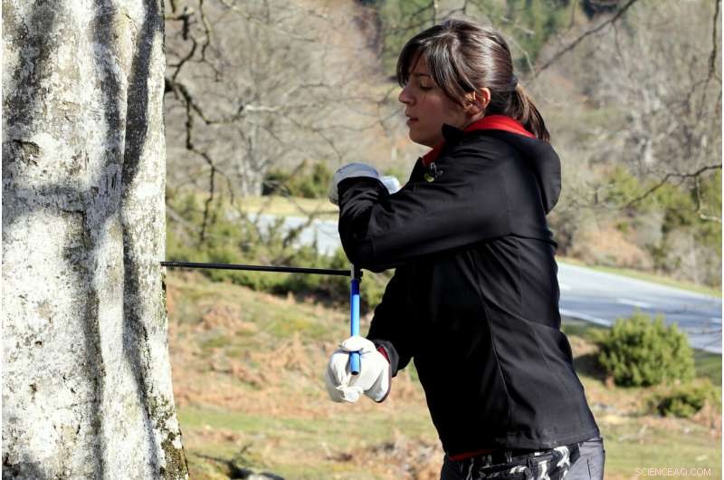 Climate Change Threatens Europe s Beech Forests: Projected 20–50% Growth Declines Over 70 Years