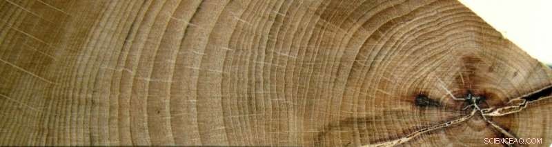 Climate Change Threatens Europe s Beech Forests: Projected 20–50% Growth Declines Over 70 Years