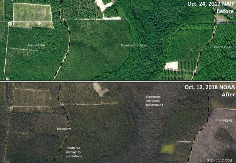 How Hurricane Michael Set the Stage for 2022 Wildfires in Florida’s Panhandle