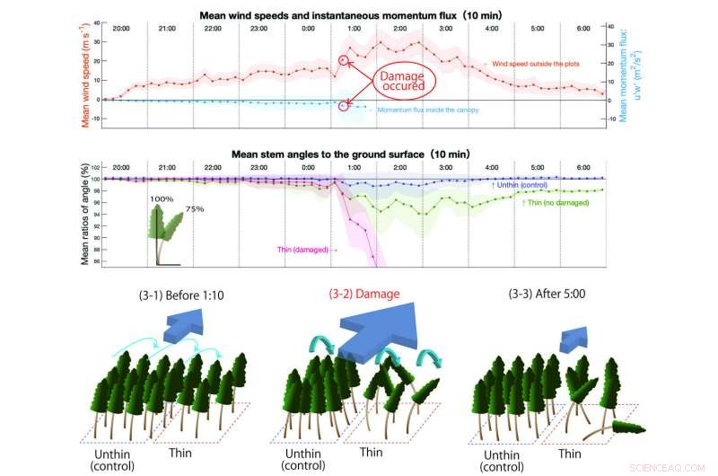 How Forests Survive Extreme Cyclones: Insights from Super Typhoon Trami