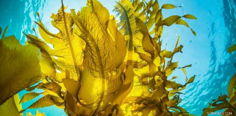 Seaweed’s Limits: Why Kelp May Not Be the Carbon Fix We Hope