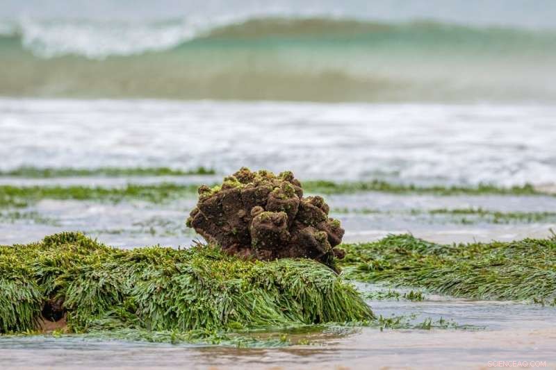 Seaweed’s Limits: Why Kelp May Not Be the Carbon Fix We Hope