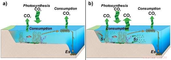 Seaweed’s Limits: Why Kelp May Not Be the Carbon Fix We Hope