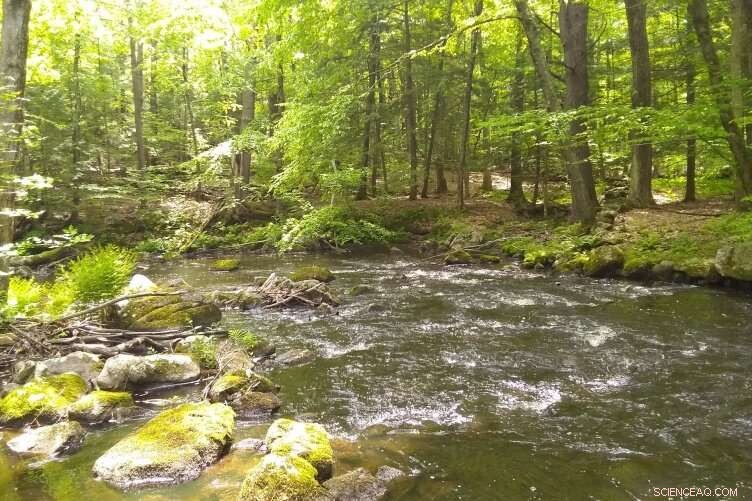 How Watershed Size Determines a River’s Pollution‑Filtering Power