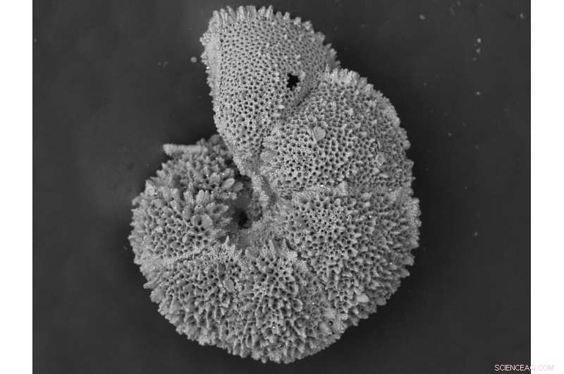 Molecular Evidence Shows 56‑Million‑Year‑Old Global Warming Decimated Tiny Ocean Organisms