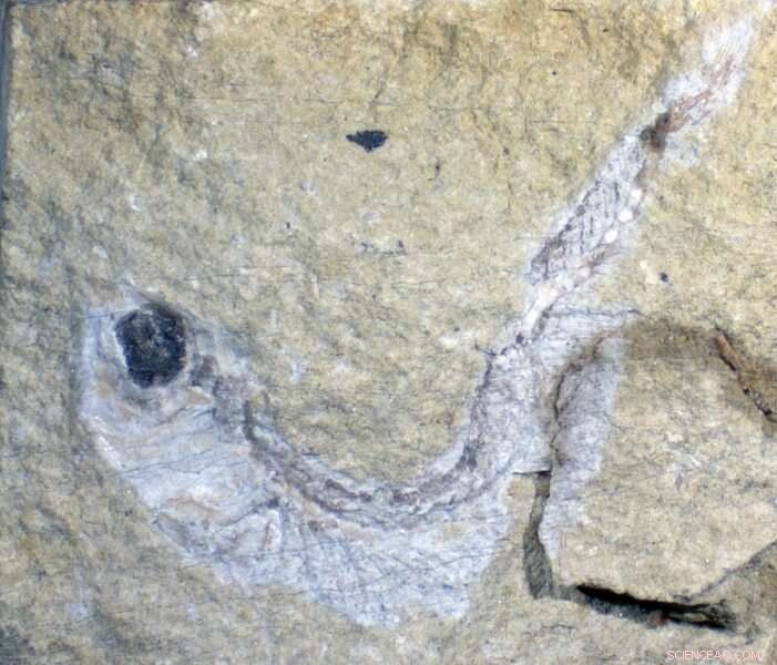 Exceptional Fossil Preservation May Result from Ancient Climate Shifts