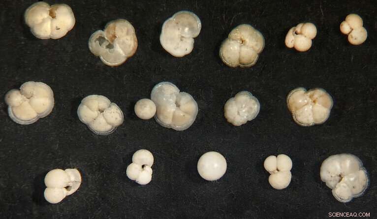 Climate Models Hold Up: Plankton Data Confirms Core Assumptions