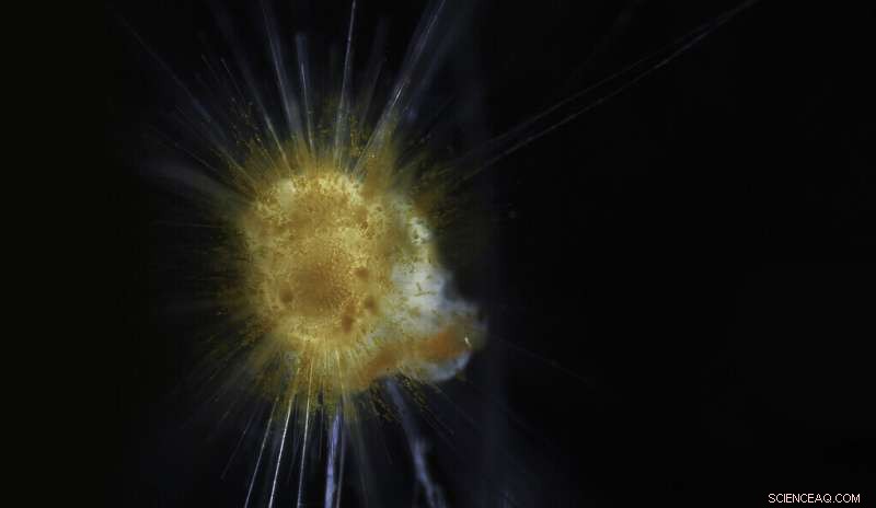 Climate Models Hold Up: Plankton Data Confirms Core Assumptions